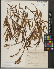 Foto von Salix triandra L. x Salix viminalis L.